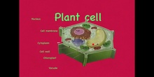  PRIMARIA - 5º - CELL STRUCTURE - NATURAL SCIENCE