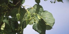Tilo de hoja pequeña - Hoja (Tilia cordata)