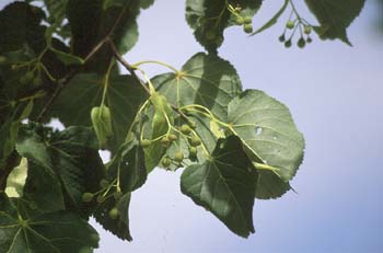Tilo de hoja pequeña - Hoja (Tilia cordata)