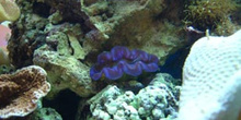 Almeja gigante (Tridacna sp.)