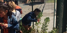 2019_06_11_4º observa insectos en el huerto_CEIP FDLR_Las Rozas 35