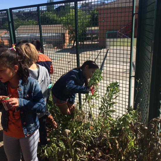 2019_06_11_4º observa insectos en el huerto_CEIP FDLR_Las Rozas 35