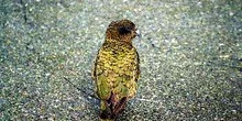 Loro alpino Kea, Nueva Zelanda