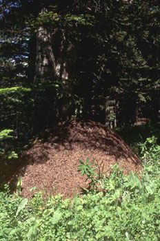 Hormiga del bosque (Formica rufa)