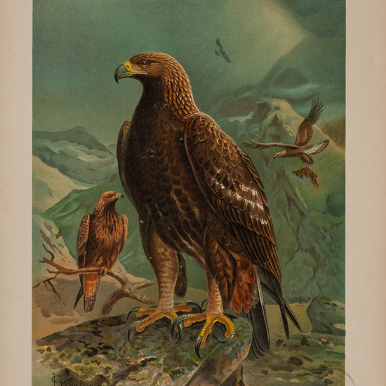 IES_CARDENALCISNEROS_AVES_LAMINAS_188