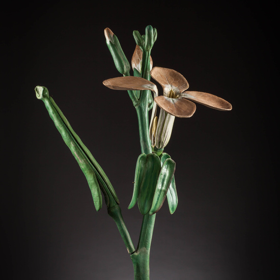 IES_SANISIDRO_MUSEO_Botanica_041