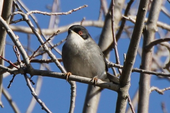 curruca cabecinegra