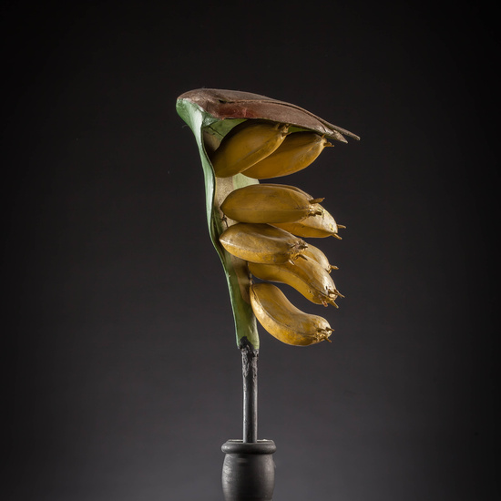 IES_CARDENALCISNEROS_BOTÁNICA_III_MODELOS_006