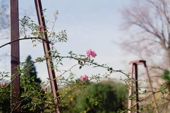 Ramas de rosal