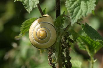 Caracol