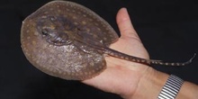 Pastinaca (Potamotrigon sp.)