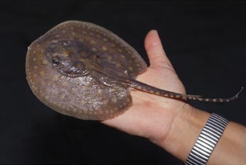 Pastinaca (Potamotrigon sp.)