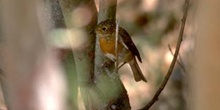 Petirrojo (Erithachus rubecula)