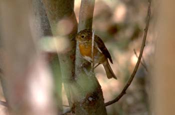 Petirrojo (Erithachus rubecula)