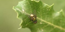 Moscarda verde (Dasyphora sp.)