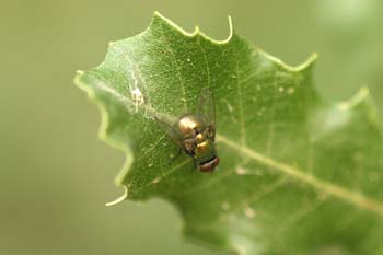Moscarda verde (Dasyphora sp.)