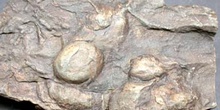 Rusophycus spheroidalis (Trilobites) Silúrico