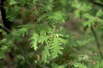 Rebollo / melojo - Hoja (Quercus pyrenaica)