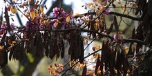 árbol del amor - Fruto (Cercis siliquastrum)