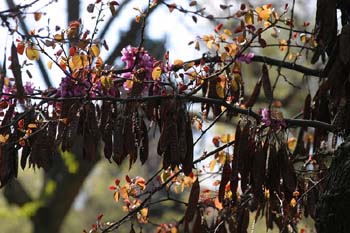 árbol del amor - Fruto (Cercis siliquastrum)