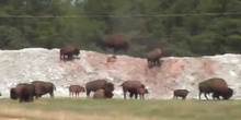 Bisonte americano (Bison bison)