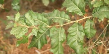 Quejigo - Hoja (Quercus faginea)