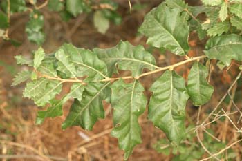 Quejigo - Hoja (Quercus faginea)