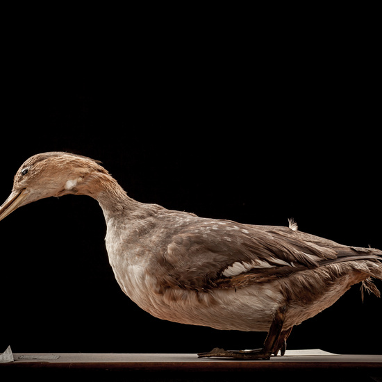 IES_SANISIDRO_BIOLOGIA_038