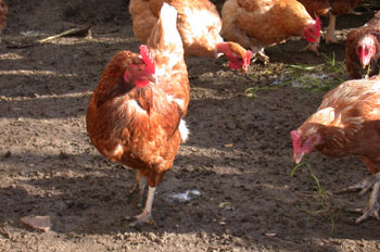 Gallináceos