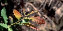 Roble albar - Hoja (Quercus petraea)