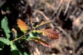 Roble albar - Hoja (Quercus petraea)