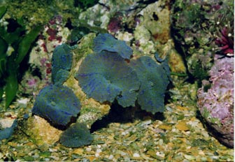 Anémona de disco (Actinodiscus sp.)