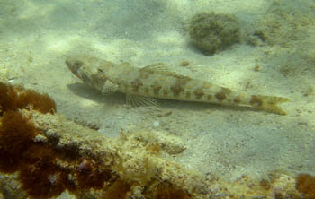 Pez lagarto (Trachinocephalus sp.)