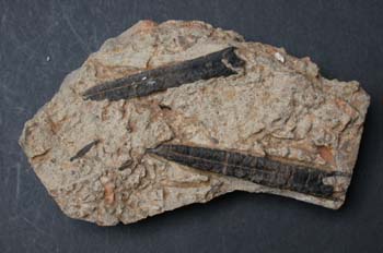 Belemnopsis caniculata (Cefalópodo) Jurásico