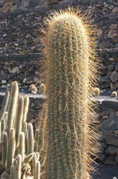 Echinopsis tarijensis