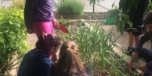 2019_05_Los alumnos de 4º en el Huerto_CEIP FDLR_Las Rozas 43