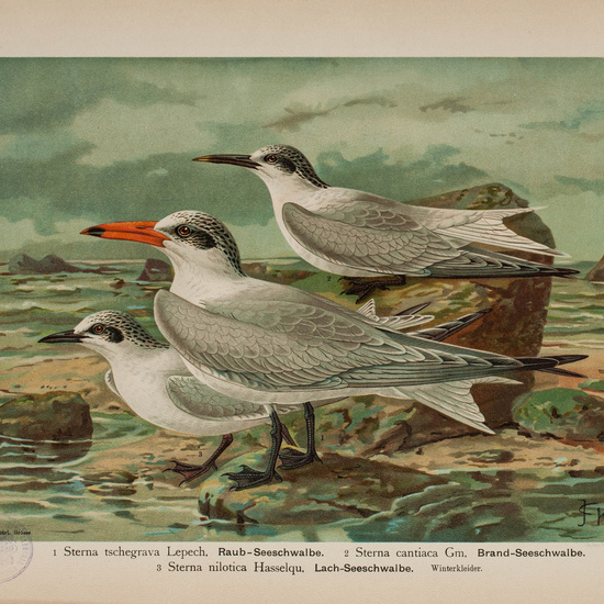 IES_CARDENALCISNEROS_AVES_LAMINAS_097