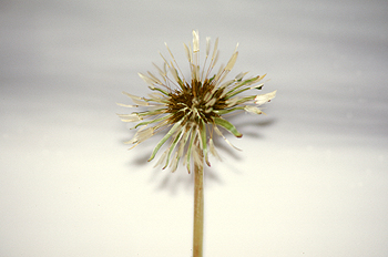 Estambres de una flor