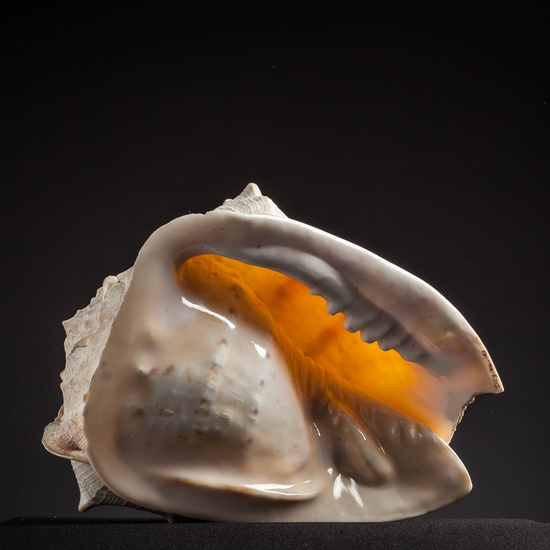 IES_CARDENALCISNEROS_CONCHAS_009