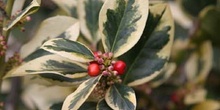 Acebo de jardín (Ilex x altaclerensis)