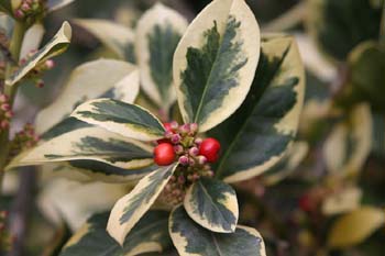 Acebo de jardín (Ilex x altaclerensis)