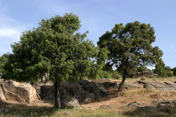 Enebro común - Porte (Juniperus communis)