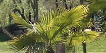 Palmito (Trachycarpus sp.)