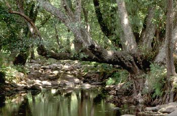 Aliso - Porte (Alnus glutinosa)