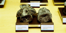 Dacentrurus (Dinosauria, Stegosauria), Museo del Jurásico de Ast