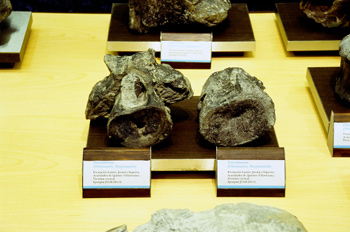 Dacentrurus (Dinosauria, Stegosauria), Museo del Jurásico de Ast