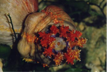Holoturia tricolor (Pseudocolochirus sp.)