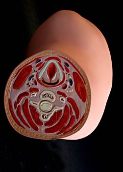 Sección inferior cuello