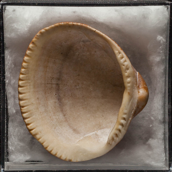 IES_ISABELLACATOLICA_BIOLOGIA_391