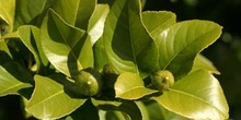 Limonero - Hoja (Citrus limon)